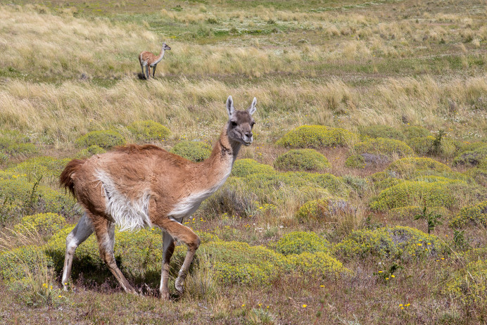 Guanacos_54D9110