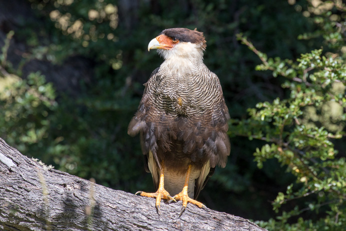 SouthernCrestedCaracara_54D9178