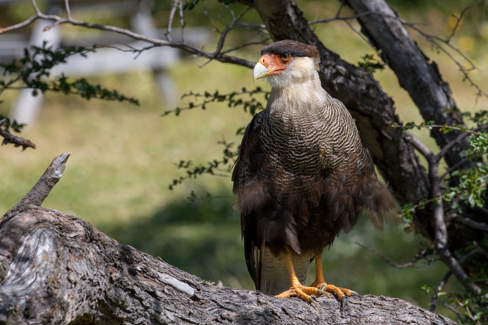 SouthernCrestedCaracara_54D9211