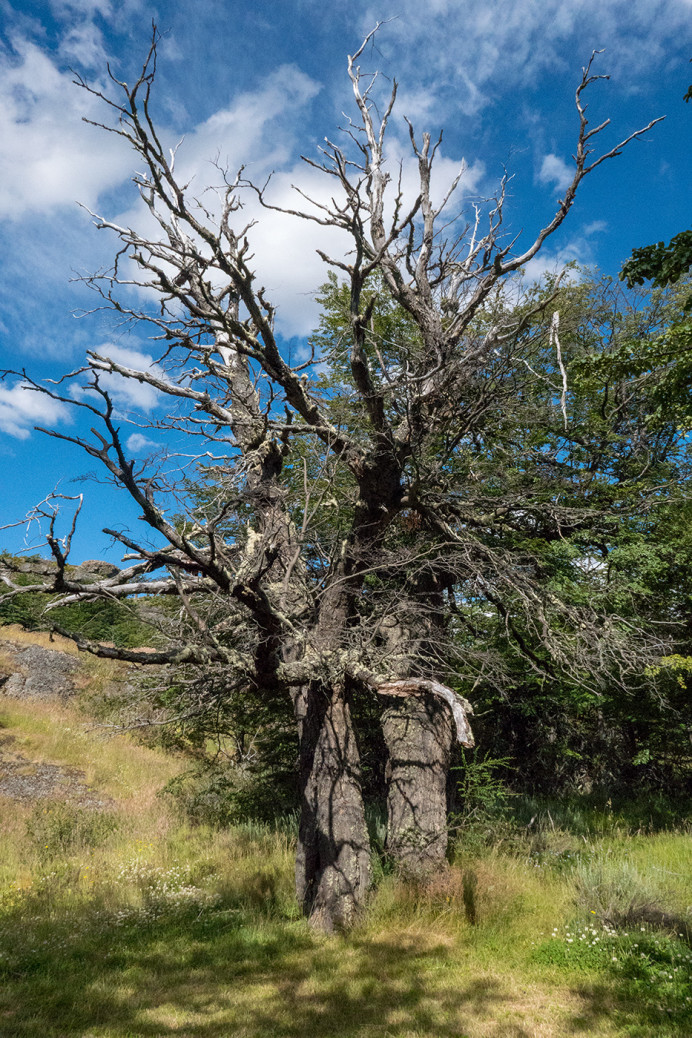 TreeNearCave_ZS70791