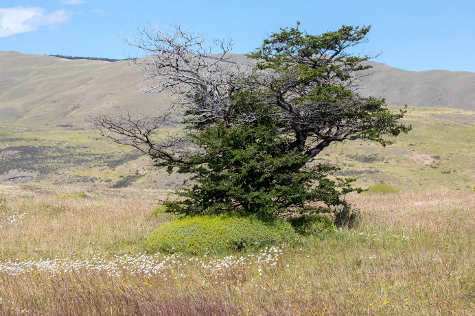 Tree_54D9230