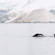 TwoWhales_1X47341