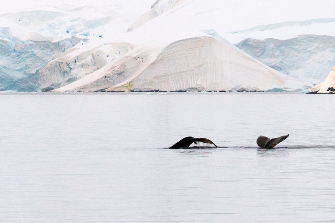 TwoWhales_1X47341