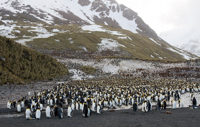 Colony_RightWhaleBay_7D0349