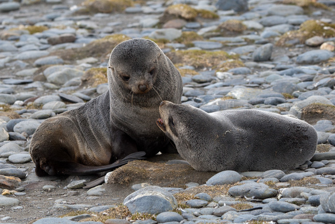 SealPups_SalisburyPlain_3D8363