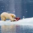 Svalbard, White Sea, and St. Petersburg
