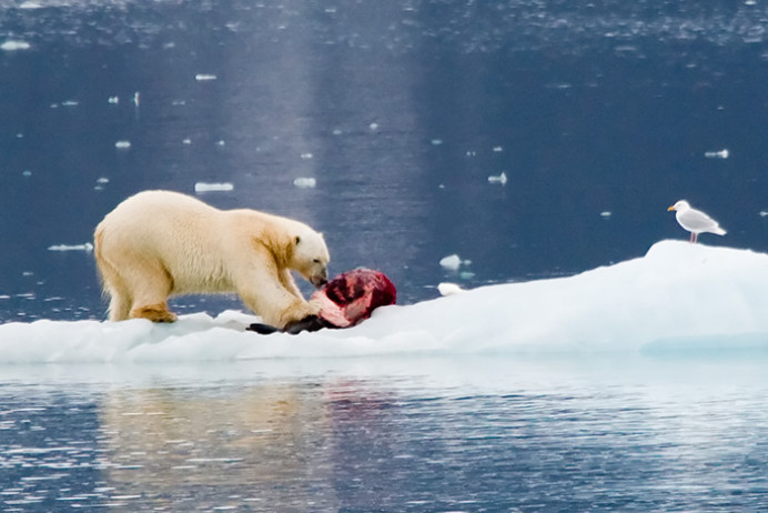 PolarBear0729