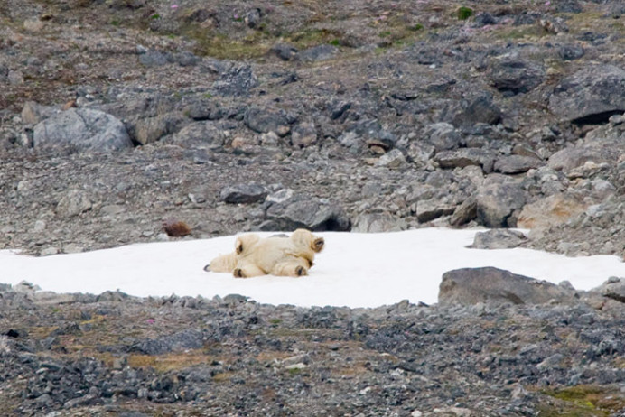 PolarBear0830