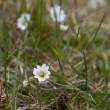 WhiteFlower1789