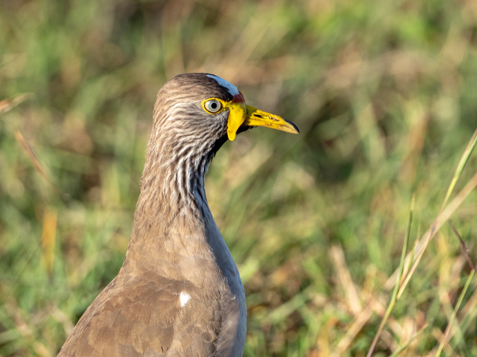 AfricanWattledLapwing_OM06204