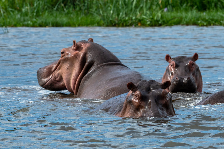 HippoTrio3x2_OM62091