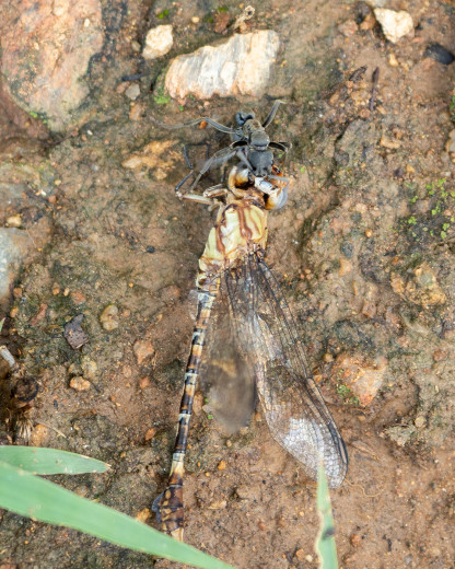 AntDraggingDragonfly8x10_OM63652