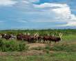 Cattle8x19_OM63521