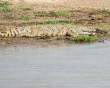 CrocAwake_OM12549