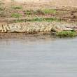 CrocAwake_OM12549