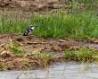 Kingfisher_OM12504