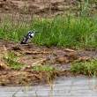Kingfisher_OM12504