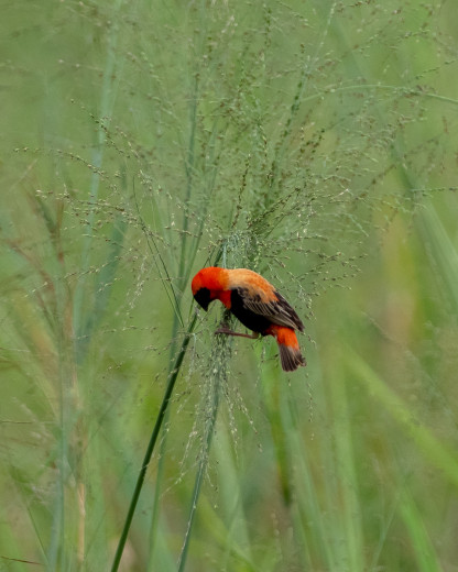 NorthernRedBishop_OM12377