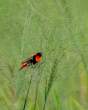 NorthernRedBishop_OM12380