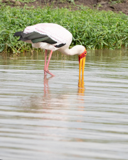 Yellow-billedStork_OM12524