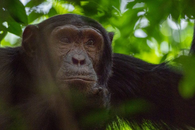 ChimpElder3x2_OM11681