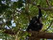 Chimp_OM11576