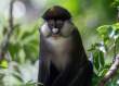 RedtailedMonkey5x7_OM11927
