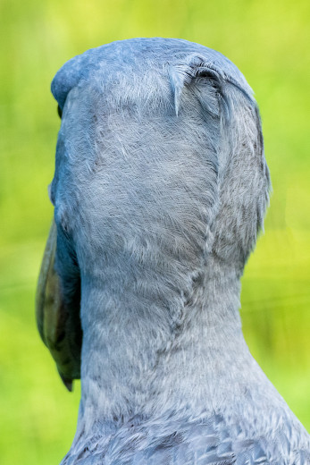 ShoebillBackZoo_OM09692