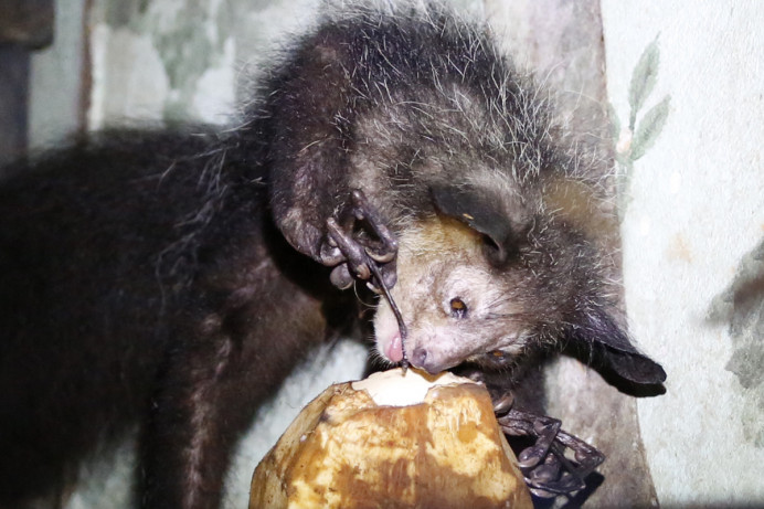 Aye-aye