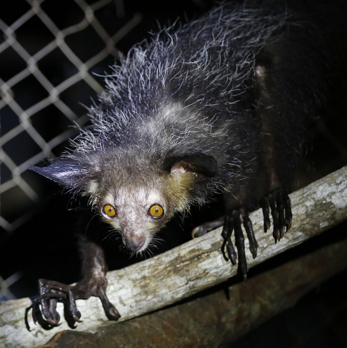Aye-aye