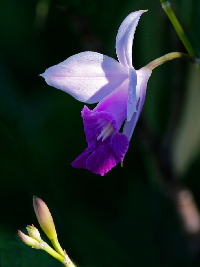Lily