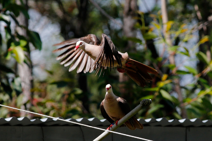 Mauritius Pink Pigeon