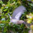 I should know this little Irish bird....