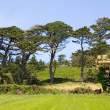 Field and trees, Tresco Abbey Gardens