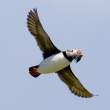 Puffin with sand eels