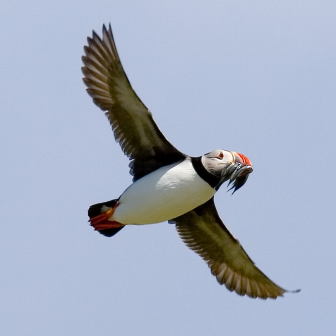 Puffin with sand eels