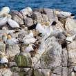 Gannet welcome home, Great Saltee Island, off the southeastern coast of Ireland