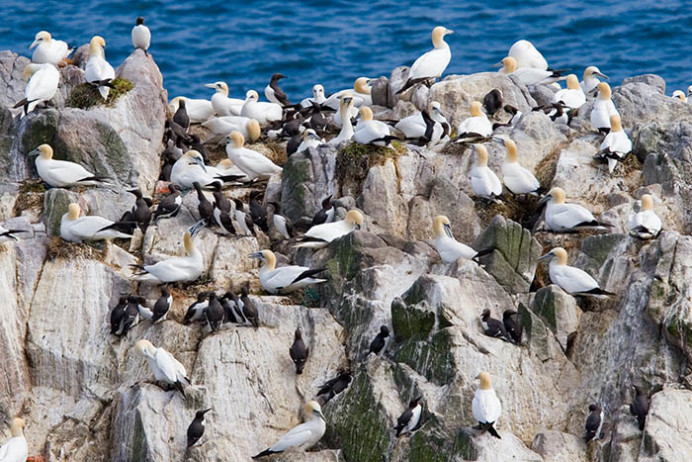 Gannets and murres, Great Saltee Island, off the southeastern coast of Ireland