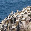 Great Saltee Island, off the southern coast of Ireland