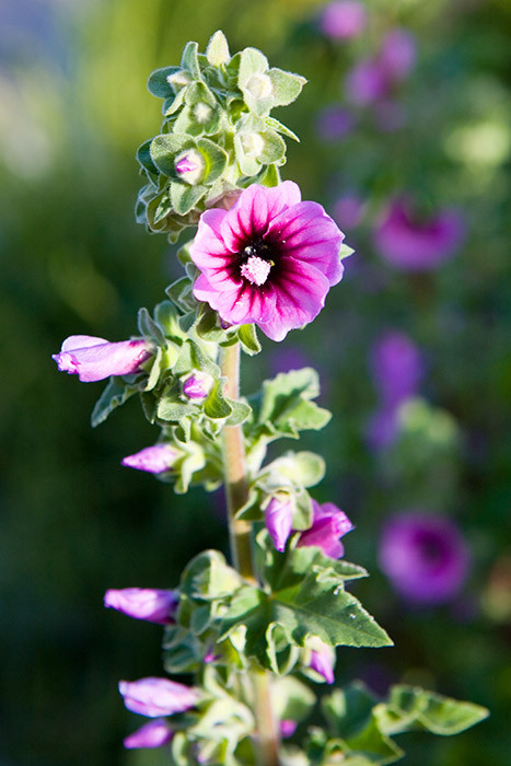 Hollyhock, Hugh Town, St. Mary's