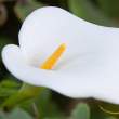 Scilly lily