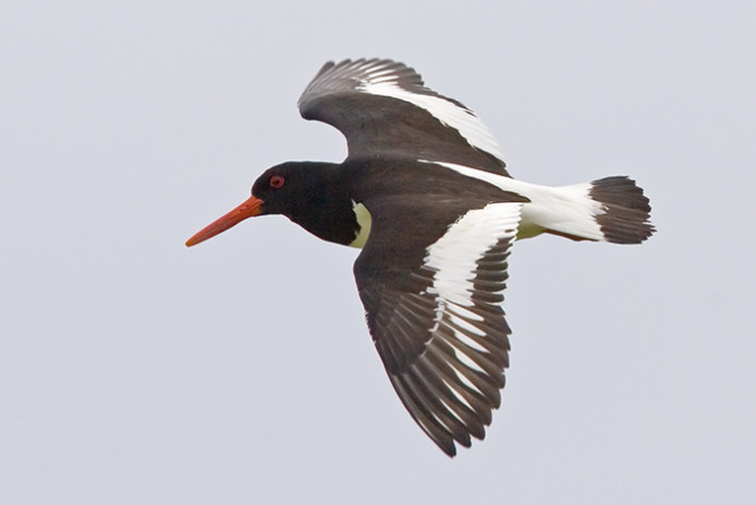 Oystercatcher, Great Saltee Island, off the southeastern coast of Ireland