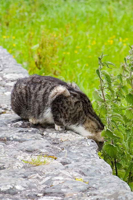 Predator, Waterville, Co. Kerry, Ireland