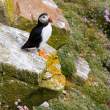 Atlantic puffin, Great Saltee Island, off the southeastern coast of Ireland