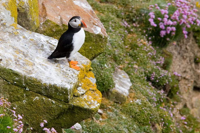 Atlantic puffin, Great Saltee Island, off the southeastern coast of Ireland