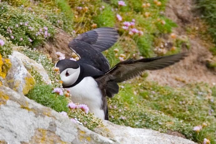 Atlantic puffin, smelling flowers? Great Saltee Island, off the southern coast of Ireland