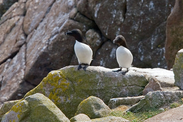 Razorbills, Great Saltee Island, off the southeastern coast of Ireland