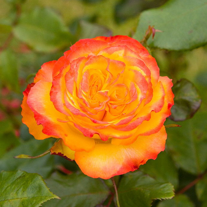 Irish Rose, Sneem, Co. Kerry, Ireland