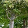 Old tree trunks
