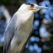 Black-crowned Night Heron